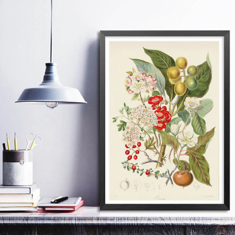 Botanical Collection Vintage P - Vintage Collectible Posters recension och pris