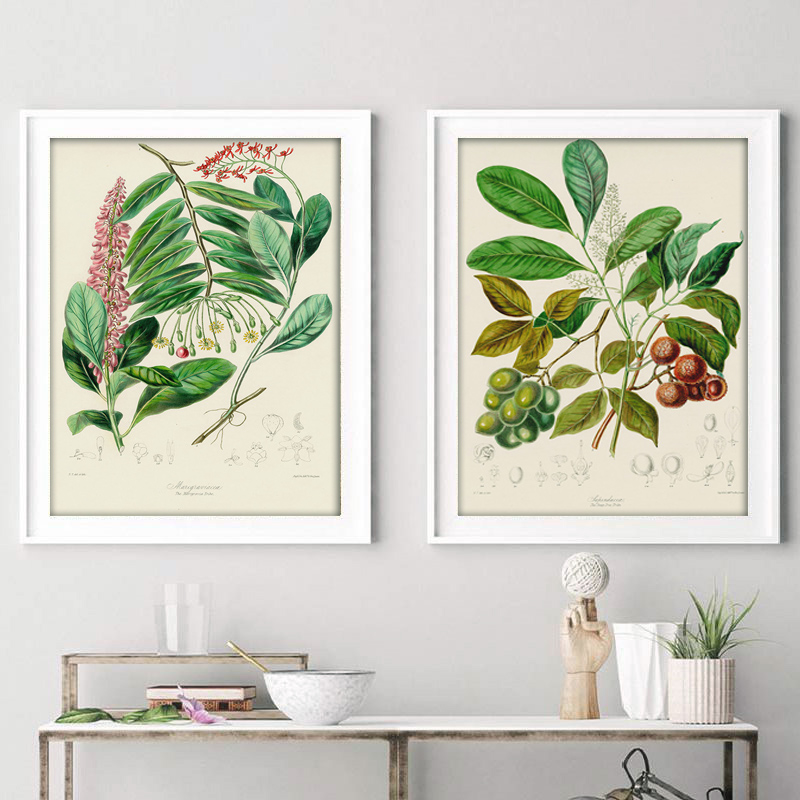 Botanical Collection Vintage P - Vintage Collectible Posters recension och pris